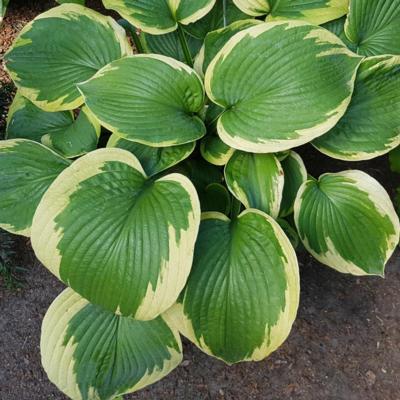 Hosta 'Olive Bailey Langdon'